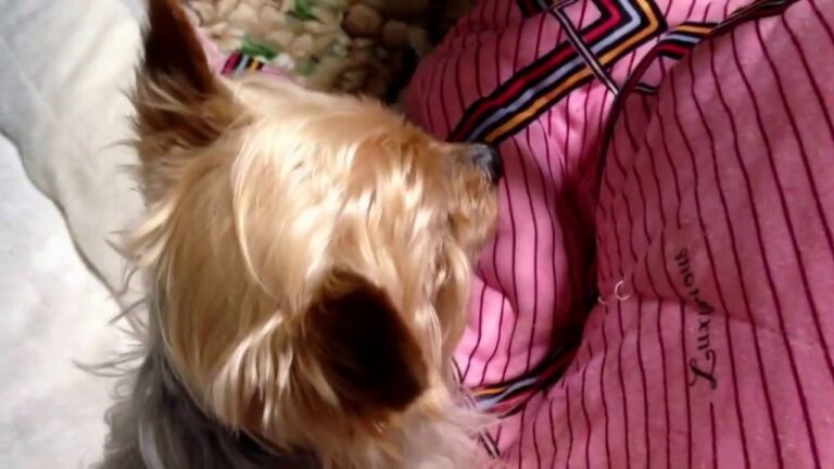 ブー子 ちくわの磯辺揚げつくる。