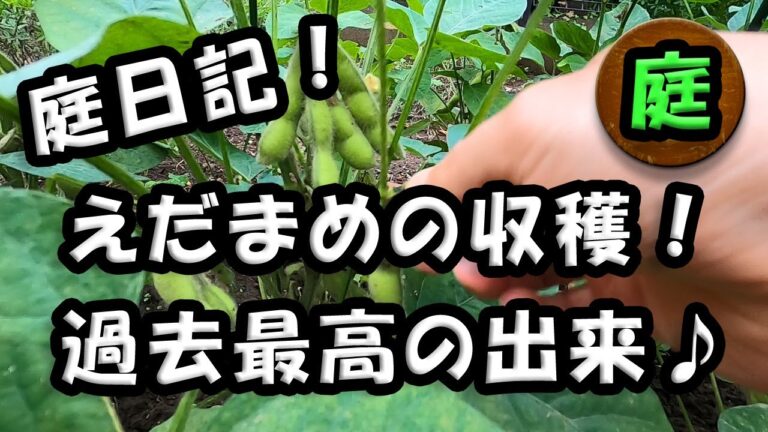 庭日記 「枝豆の収穫」 最高に美味しい！