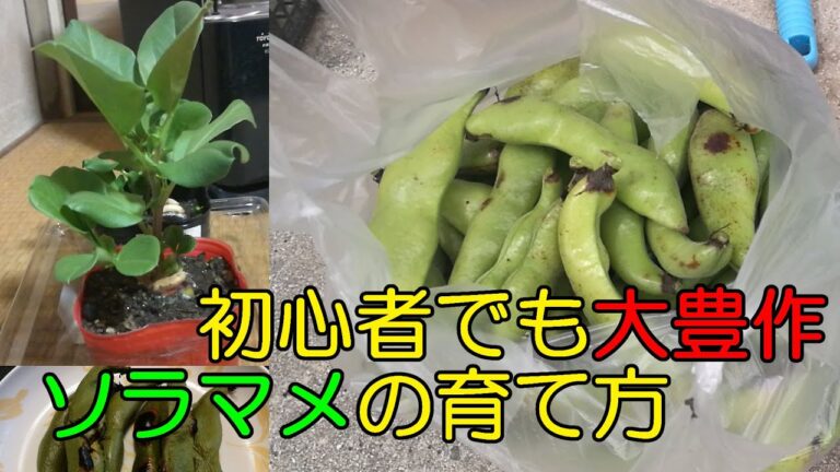 庭023 初心者でも大豊作 ソラマメの簡単な育て方～土作りから収穫まで～：How to grow broad beans for beginners.