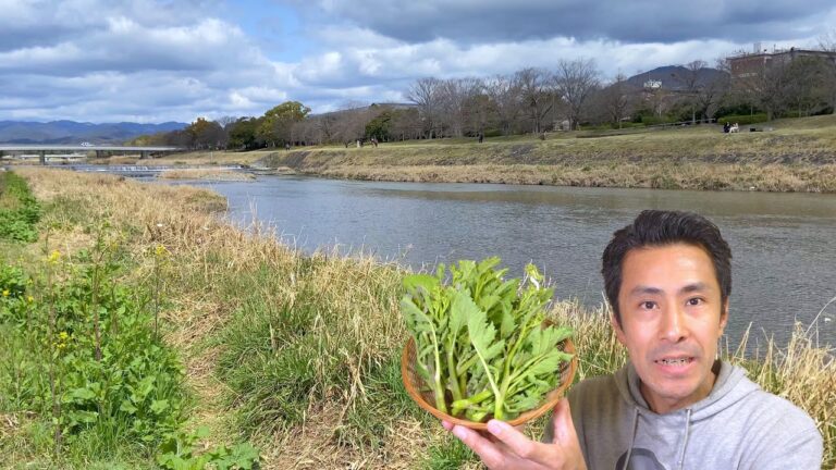 河原の菜の花の摘み方と美味しい食べ方