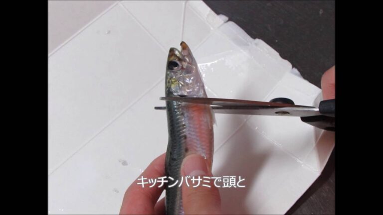 釣ってきた、 圧力鍋でイワシの煮つけ