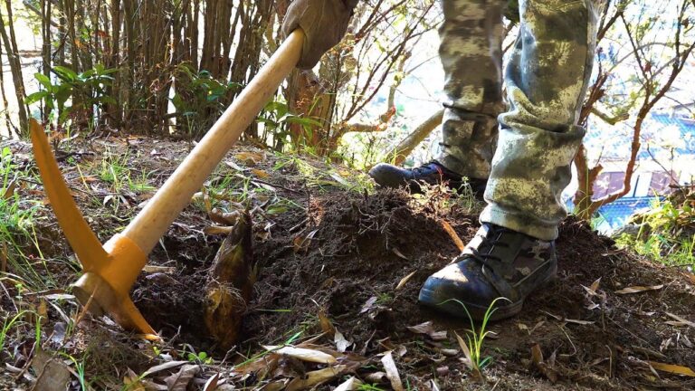 タケノコ掘りのち牛竹煮とキジハタ天ぷら