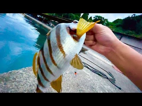 魚屋が教える！ 釣った魚を一番美味しくする方法！