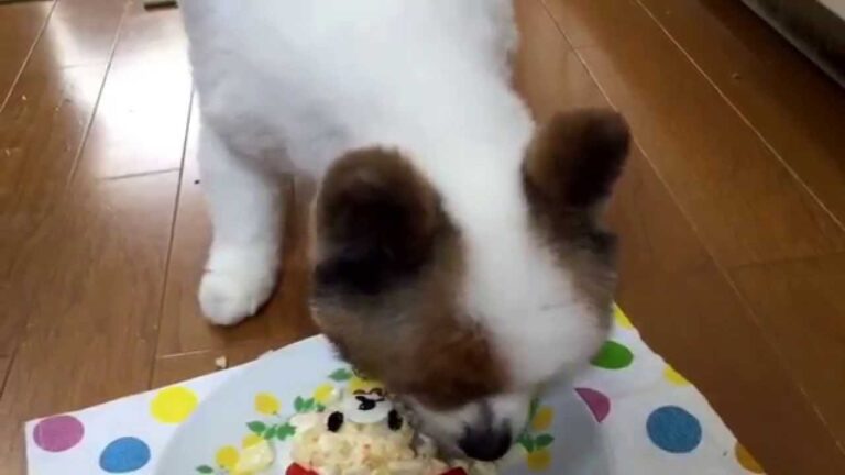 コリラックマポテトサラダ　キャラ弁ワンごはん