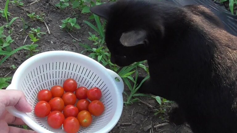 猫と一緒にプチトマト収穫！