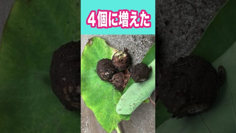 スーパーで買った里芋が４倍に増えた！効果も凄い！#Shorts
