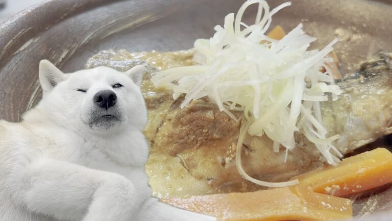 電気圧力鍋でできる簡単サバの味噌煮＆おねむな柴犬