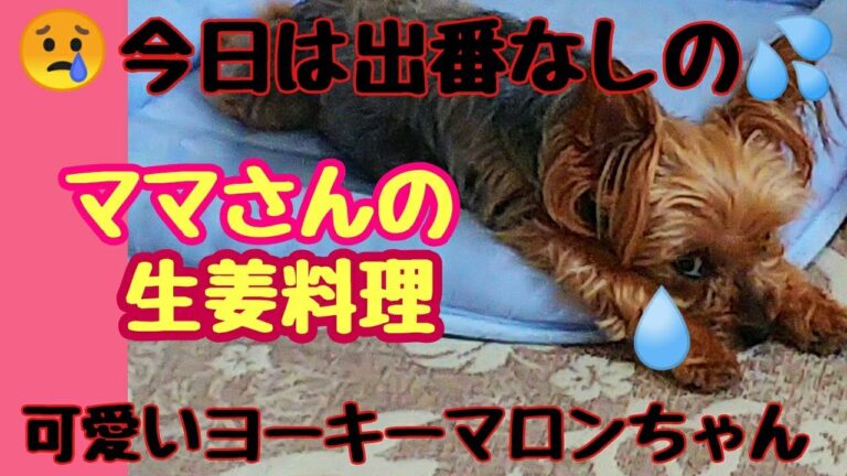 可愛いヨーキーマロンちゃん。ママさんの生姜料理。昆布と生姜のつくだ煮を作ってみた。#46