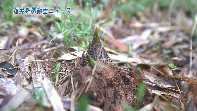 特産タケノコ収穫始まる