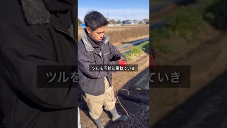 【募集】クリスマスプレゼント何貰った？#農園#無農薬#自然栽培#さつまいも#さつまいのツル#リース作り