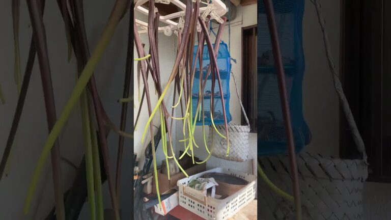 ずいき（里芋の茎）を干す