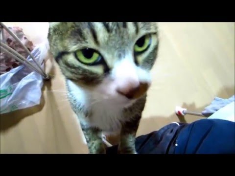 青梗菜のオイスター炒め