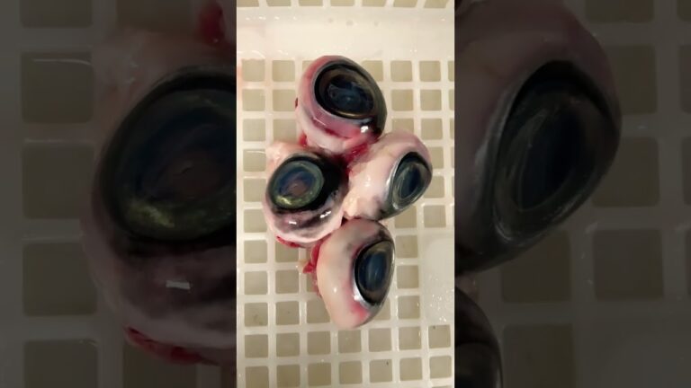 マグロの目玉😱