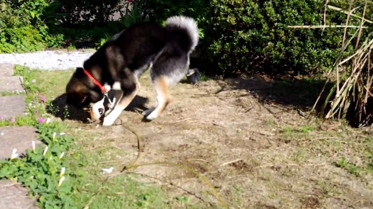 柴犬（黒柴）こてつの石ころ遊び