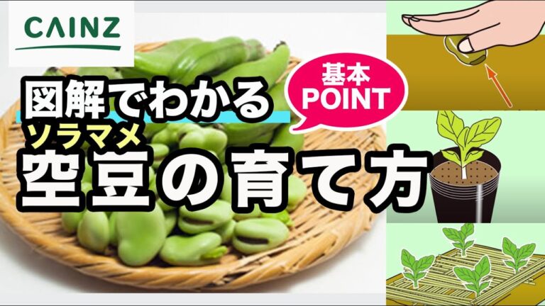 ソラマメ（そら豆）の育て方｜空豆の栽培方法【カインズ野菜栽培】