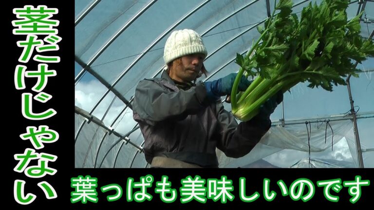 セロリの葉っぱ、捨てないで！