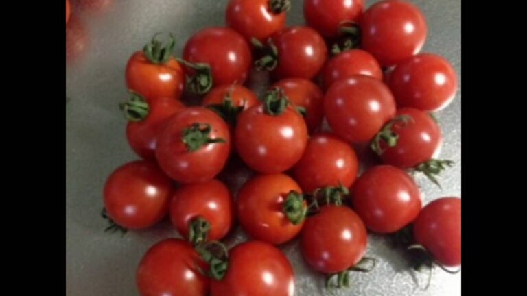 新チューボーですよ！で紹介【イタリア料理】 ボンゴレロッソのレシピに最適 ! 旨み抜群の完熟・無農薬トマト 堺正章  風間俊介｜西洋野菜とかち農園 北海道十勝