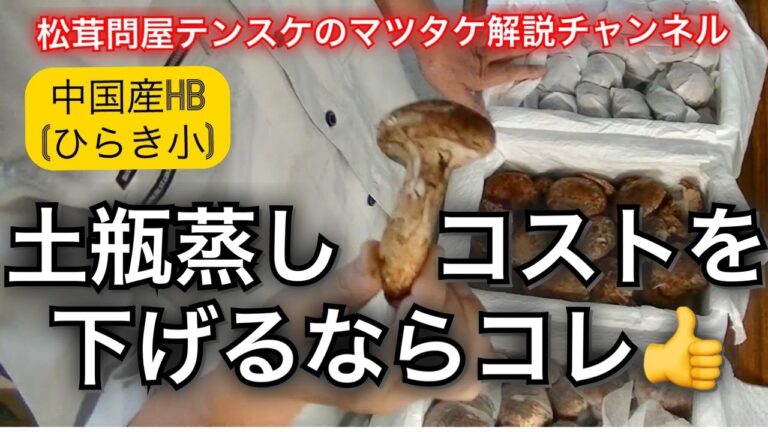 ☆土瓶蒸しのコストを下げるならHB(ひらき小)が最適!中国産/シーズン中盤のHBの違い。【松茸解説一発撮りシリーズ】