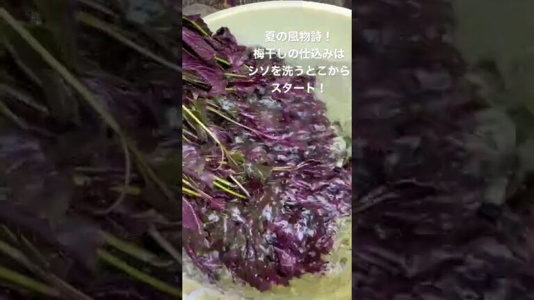 【夏到来】梅干しの仕込み！紫蘇を洗うとこからスタートです！#山形#梅干し#作り置き#保存食#ナチュラルフード#ビーガン#漬物 #shorts
