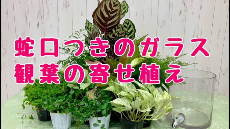 蛇口付きのガラスの器に観葉植物の寄せ植えプランツギャザリング