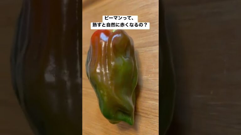 20220709ピーマンって赤くなるの？