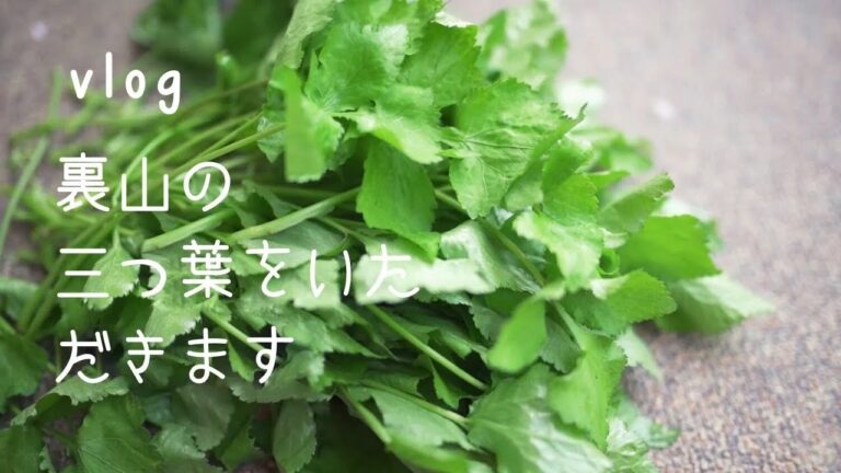 【vlog.9】春の三つ葉をいただきます・Eat trefoil to improve Immunity/免疫力アップ/お昼ご飯/#家で一緒にやってみよう