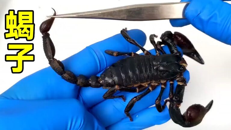 探秘被称为昆虫杀手的蝎子！排泄和放毒真都来自一个地方？为你解刨神秘部位【老郭美食】