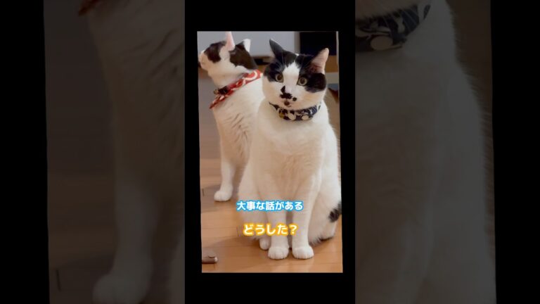 ヌッコ兄妹のヒソヒソ話し