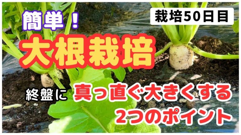 【簡単！大根栽培】（栽培終盤）真っ直ぐ大きい大根にするための2つの方法　〜家庭菜園〜