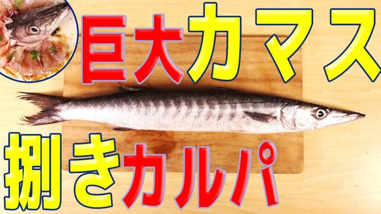 【魚捌き】超巨大カマスを捌いて、カルパッチョにするよー！