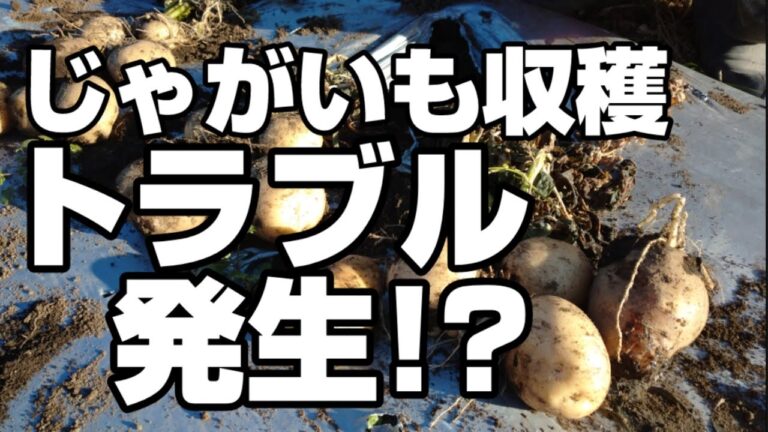 年末にまさかの凡ミス。やっちまったな！！じゃがいも収穫2024年【じゃがいも栽培】