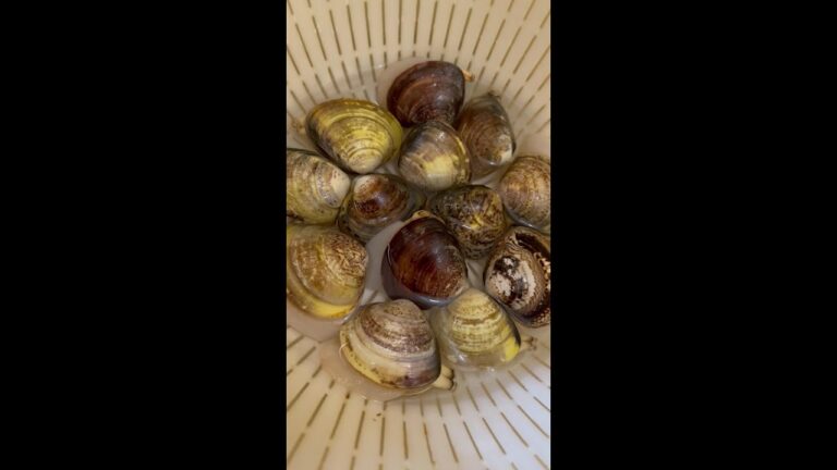 蛤（はまぐり）うどん　#Shorts