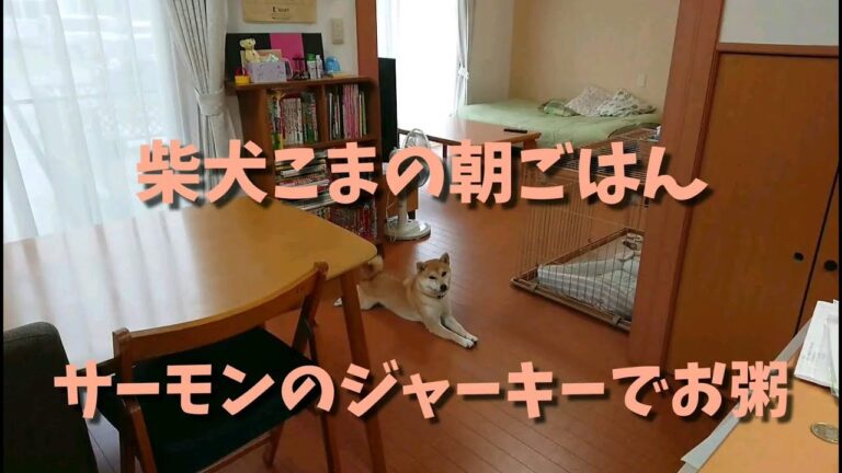 柴犬こまの朝ごはん－サーモンのジャーキーでお粥【柴犬こま】Shiba Inu Breakfast | Salmon Jerky Porridge