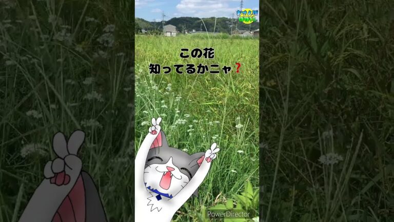 昔の疲労回復薬🎵【野花クイズ】この花知ってるかニャ❓27 #ショート　#shorts #花クイズ　#野草