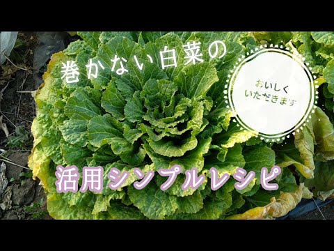 巻かなかった白菜もおいしく食べます【巻かない】【簡単】(2023.2)