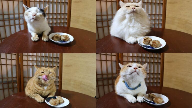 ちゃぶ台の上の里芋の煮っころがし　241226