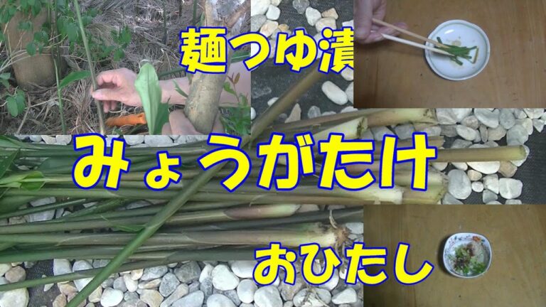 みょうがたけのおひたし麺つゆ漬け