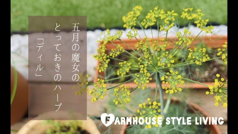 【五月の魔女のとっておきのハーブ/DILL(ディル)】絶品ディルソース とディルの香りのマリネ