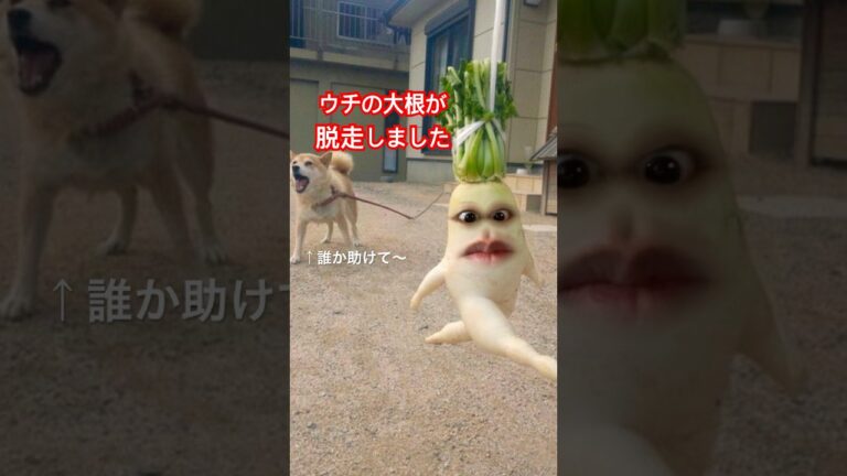 １００日後にブリ大根になる大根