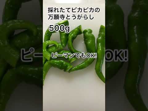 麹を使って～万願寺とうがらし味噌　ちょっぴり手間暇かけて作ってみましょう＃shorts