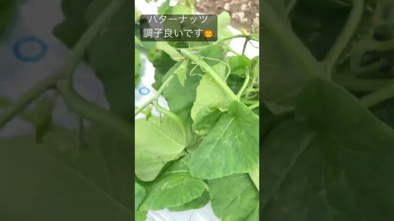 バターナッツがすくすくと成長してます。