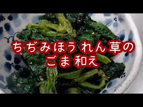 「ちぢみほうれん草のごま和え」甘みと厚みが増す 今が１番美味しい野菜 冬野菜 レシピ ほうれん草 メニュー 今晩のおかず 夕飯 副菜 簡単 サイドメニュー