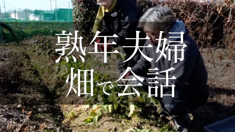 熟年夫婦はこんな感じ#家庭菜園#自家採種