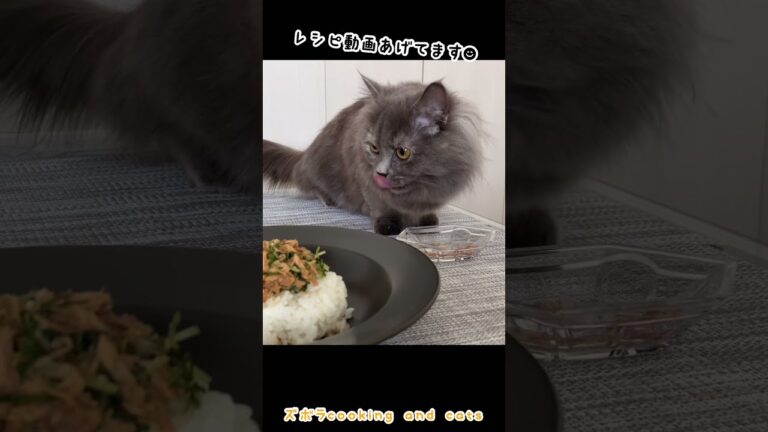 水菜とツナ丼with cats #shorts