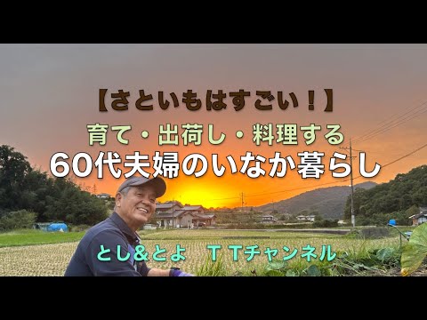 里芋はすごい！！里芋を食べよう！育てよう！！60代夫婦の田舎暮らし【育て・出荷し・料理する】