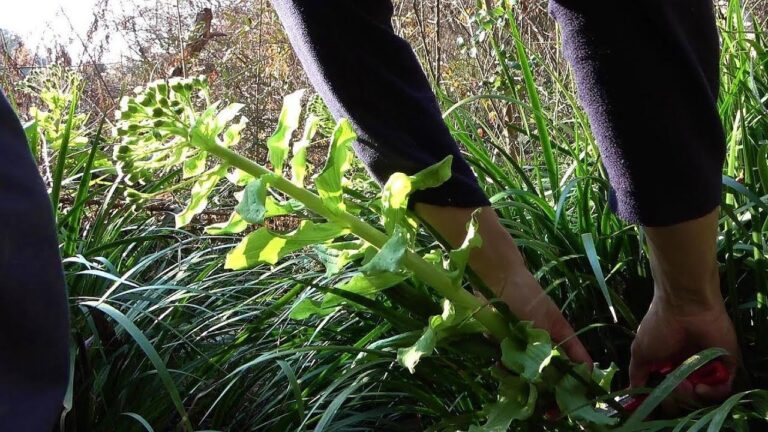 フキノトウ探しと料理