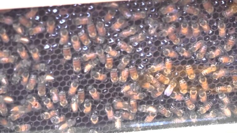 埼玉県庁朝市 「お店の方にインタビュー！」