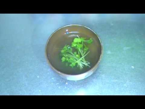 簡単☆とろろ昆布でお吸物