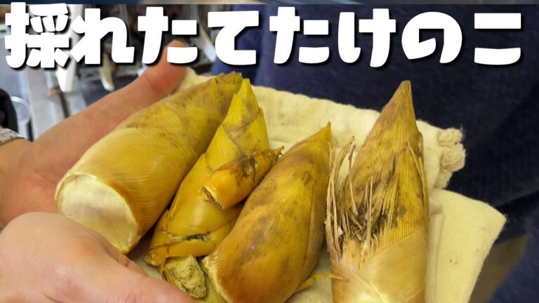 掘ったたけのこを天ぷらに！春の味には塩とつゆ、どっちがあうのか？