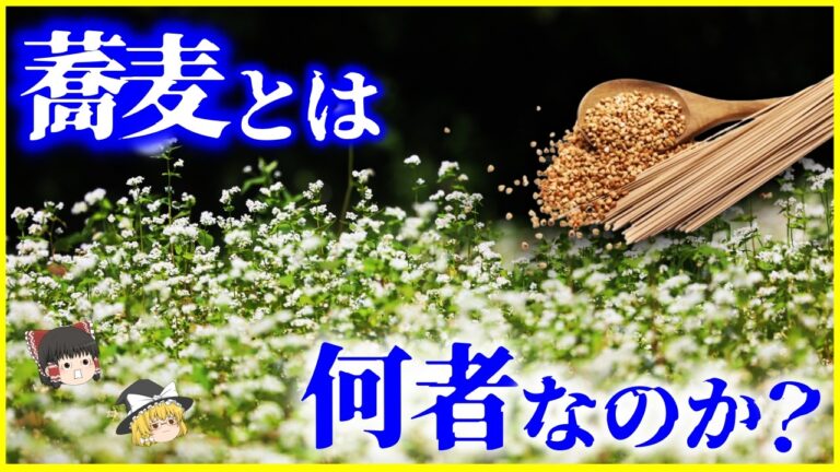【ゆっくり解説】蕎麦はなぜ主食になれなかった？「蕎麦」とは何者なのか？を解説/9000年以上の歴史…激安蕎麦の危険性とは